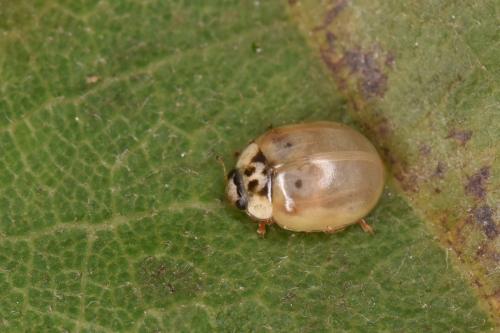 Réf. 272 128 : Adalia decempunctata